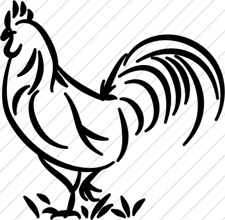Rooster