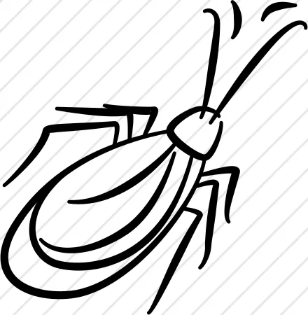 Bug