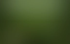 Bloomwell Header 05