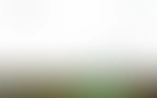 Bloomwell Header 02